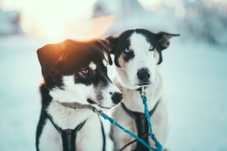 Tromsø: Self-Drive Husky Dog Sledding Adventure - Booking and Flexibility Details