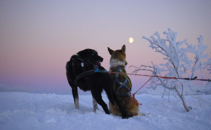 Tromsø: Self-Drive Husky Dog Sledding Adventure - Experience Highlights