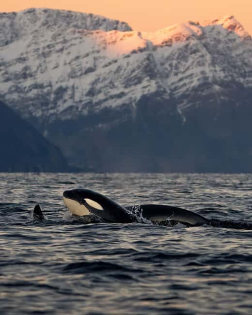 Tromsø: Skjervøy Pilothouse Boat Whale Watching Tour - An In-Depth Look at the Tromsø: Skjervøy Whale Watching Tour