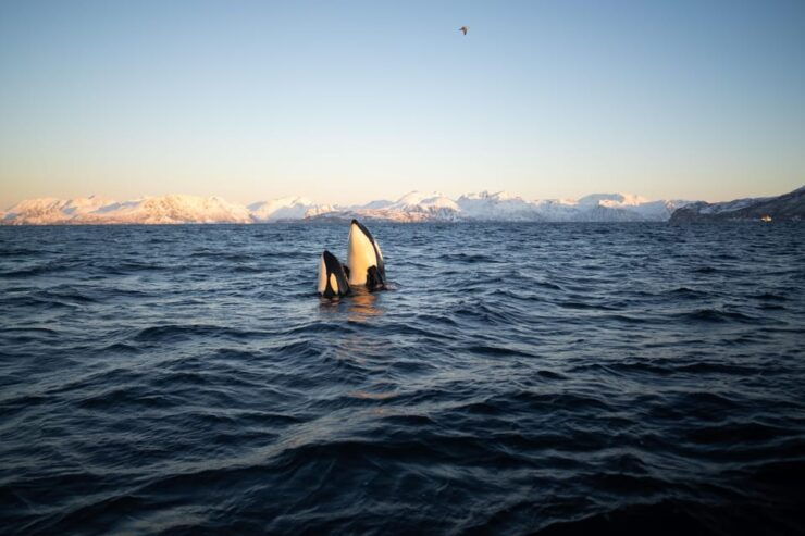Tromsø: Skjervøy RIB Whale Watching Tour - Tour Duration and Cancellation