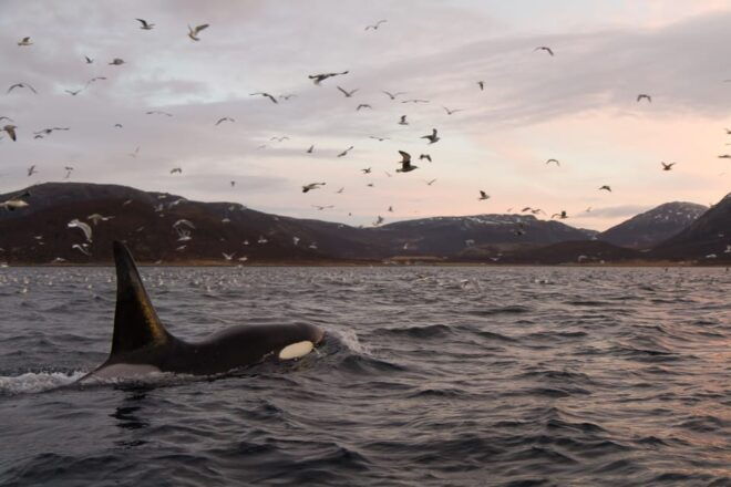 Tromsø: Skjervøy RIB Whale Watching Tour - Participant Requirements
