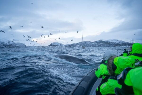 Tromsø: Skjervøy RIB Whale Watching Tour - Customer Feedback