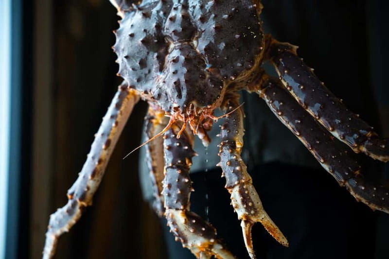 Tromsø: Tasty King Crab Adventure - Good To Know