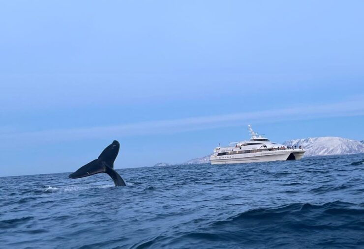 Tromsø Whale Safari With MS Gabriele - Good To Know