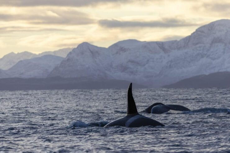 Tromsø Whale Safari With MS Gabriele - Pricing and Booking