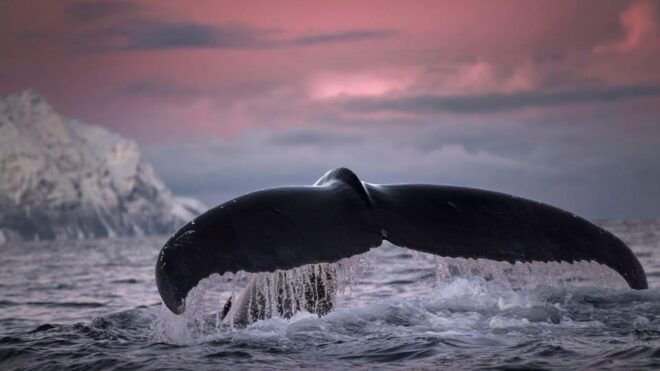 Tromsø Whale Safari With MS Gabriele - Live Tour Guide