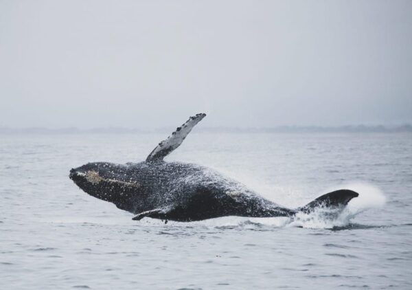 Tromsø Whale Safari With MS Gabriele - Onboard Amenities