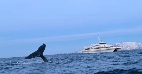 Tromsø Whale Safari With MS Gabriele - Frequently Asked Questions