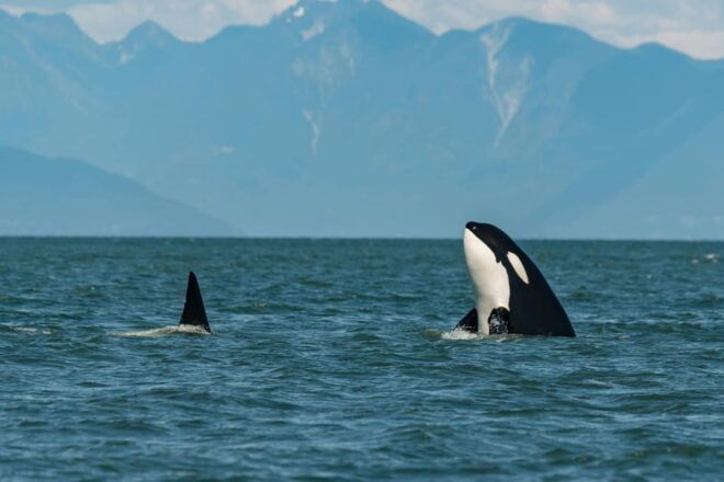 Tromsø Whale Safari With MS Trolltind Nordic - Wildlife and Scenic Experience