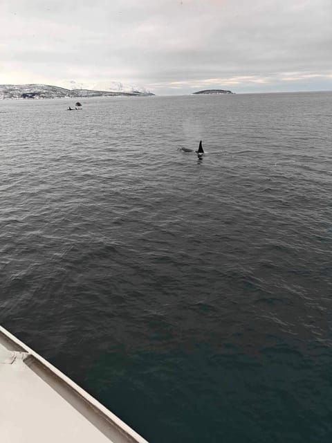 Tromsø Whale Safari With MS Trolltind Nordic - Meeting Point and Booking
