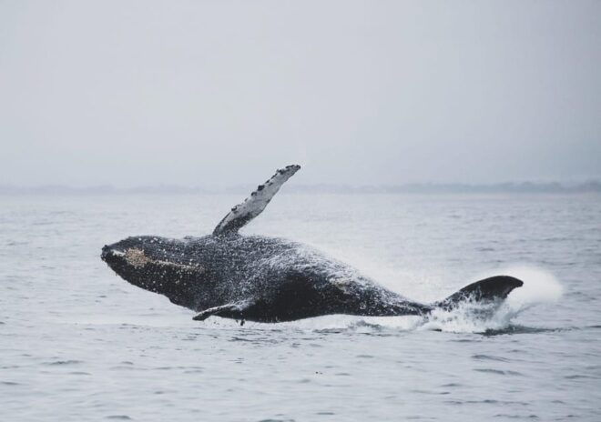 Tromsø Whale Safari With MS Trolltind Nordic - Whale Watching Adventure