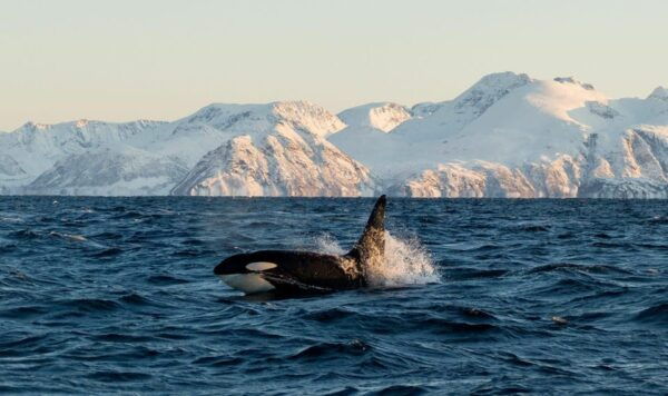 Tromsø Whale Safari With MS Trolltind Nordic - Tour Guide Expertise