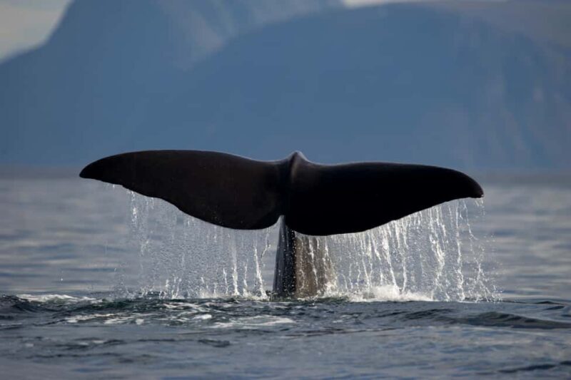 Tromsø: Whale watching on a traditional sail boat - The Practicalities That Make the Difference