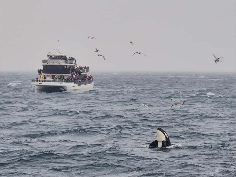 Tromsø: Whale Watching on hybrid boat with scenic bustrip - An In-Depth Look at the Experience