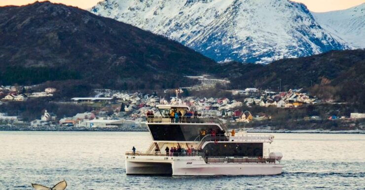 Tromsø: Whale Watching Tour by Hybrid-Electric Catamaran - Good To Know