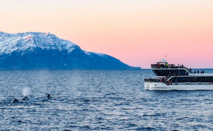 Tromsø: Whale Watching Tour by Hybrid-Electric Catamaran - Activity Details