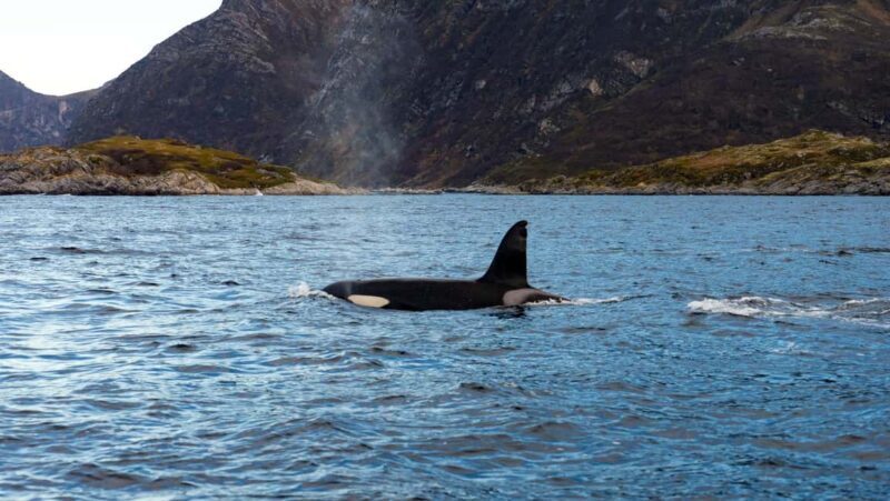 Tromsø: Whale Watching VIP Boat Tour with Lunch - Wildlife Sightings – Expect the Unexpected