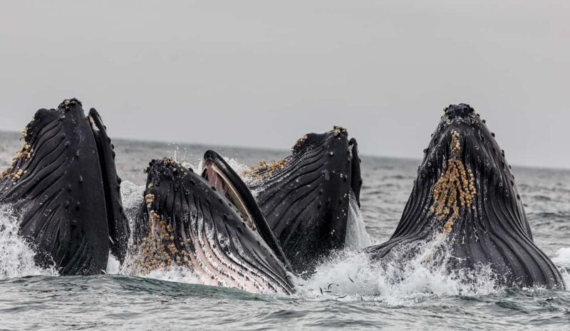 Tromsø: Whale Watching VIP Boat Tour with Lunch - Lunch – Warm, Hearty, and Local