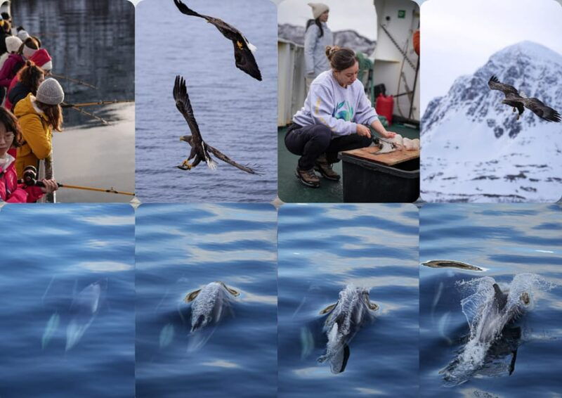 Tromsøs Top-Rated Fjord & Fishing Cruise  All-Inclusive - Good To Know