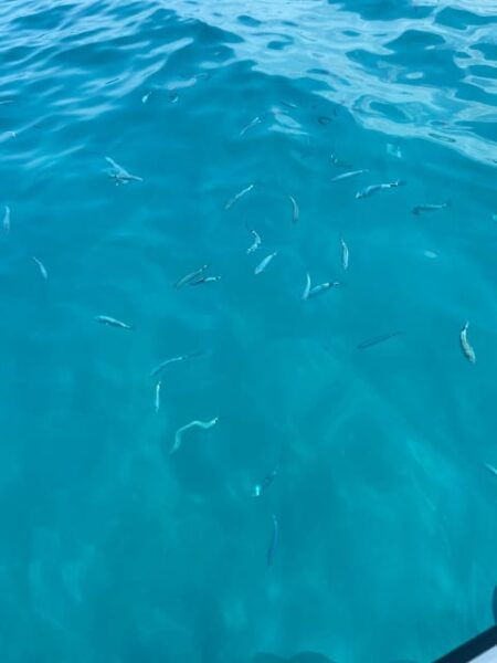 Tropea: Max 9 People Nice Tour From Tropea to Capovaticano - Scenic Features: Hidden Beaches