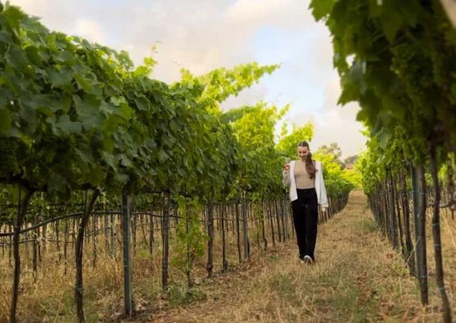 Tropea: Wine and Food Tasting - Vineyard and Scenery