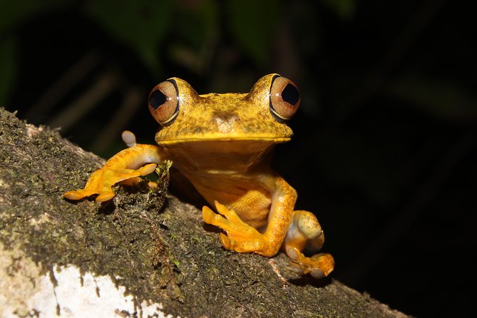 Tropical Escape: 3-Day Amazon Rainforest Tour From Quito to Napo - Tour Itinerary Highlights