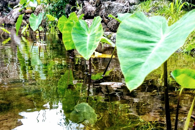 Tropical Plantation, Rainforest & Turtles - Customer Experience and Operators Response