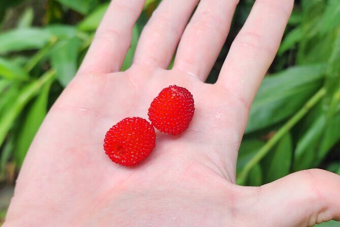 Tropical Rainforest Wonders Full Day Experience from San Juan - Frequently Asked Questions (FAQs)