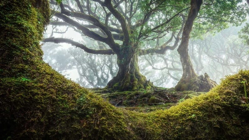 Tropical Tide, Porto Moniz & Fanal Forest 4WD Jeep Tour - Good To Know