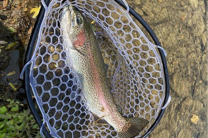 Trout Fishing Adventure Near Tokyo - The Sum Up