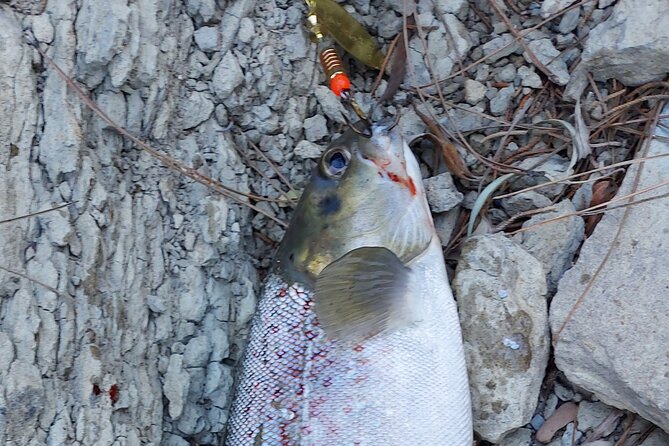 Trout Fishing in Turkey - What To Expect