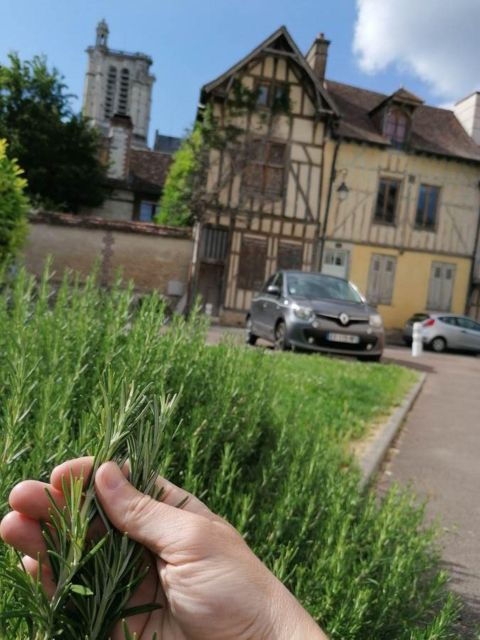 Troyes: Edible and Useful Plants Tour - Description