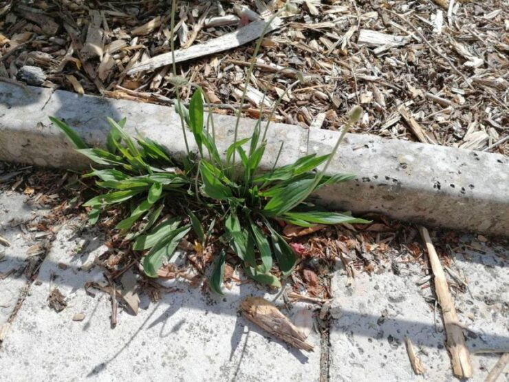 Troyes: Exploring Biodiversity Through Jewish Traditions - Good To Know