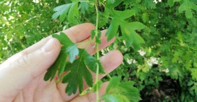 Troyes: Exploring Biodiversity Through Jewish Traditions - Eco-Ethics in Medieval Jewish Customs