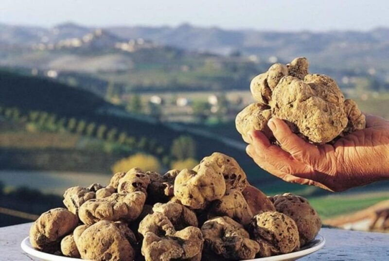 Truffle experience from Naples and Salerno - What You’ll Really Experience