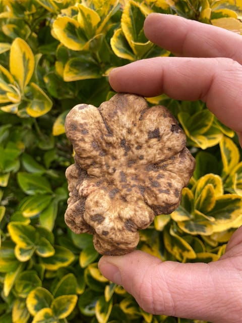 Truffle Experience - Journey Details