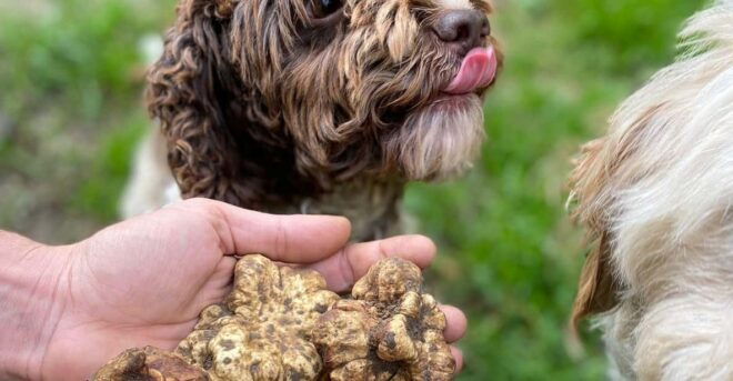 Truffle Experience - Activities Included