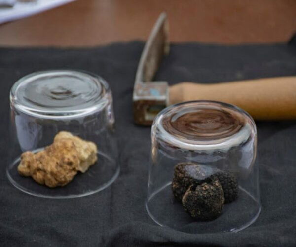 Truffle Experience & Wine Brunch in the Cellar - The Sum Up