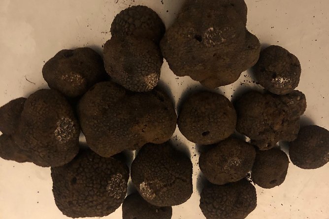 Truffle Farm Visit and Cavage With a Dog in All Seasons - Meeting and Pickup