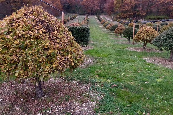 Truffle Farm Visit and Cavage With a Dog in All Seasons - Private Tour/Activity