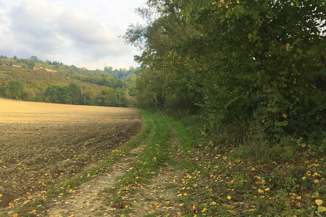 Truffle Hunt and Barolo Wine Tasting - Tour Highlights