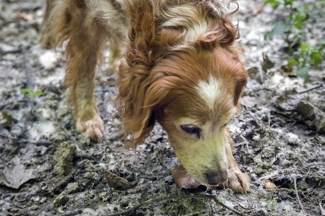 Truffle Hunt and Barolo Wine Tasting - Truffle Hunt Experience