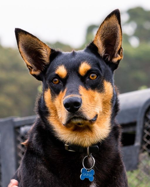 Truffle Hunt and Taste Experience in Oberon, NSW Australia - Booking Information