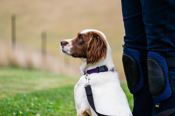 Truffle Hunt and Taste Experience in Oberon, NSW Australia - Experience Overview