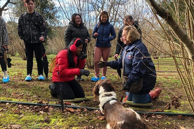 Truffle Hunt and Truffle Pizza Experience in Red Hill - Good To Know