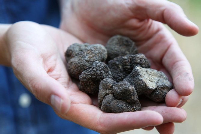 Truffle Hunt & Barolo Wine Tasting - Cancellation Policy