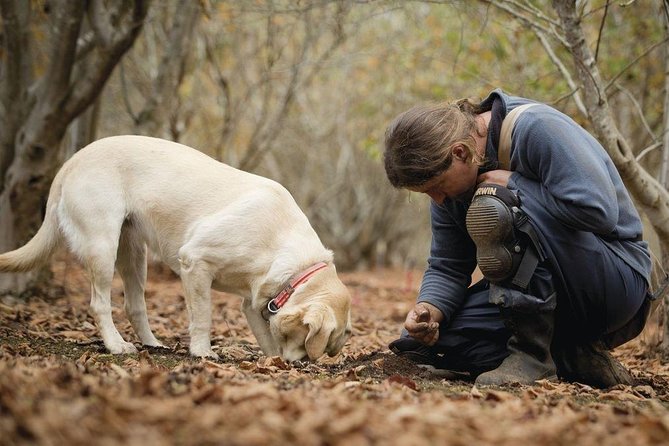 Truffle Hunt & Barolo Wine Tasting - Weather Considerations