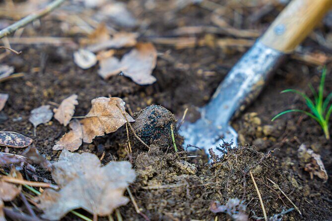 Truffle Hunting and 3-course Truffle Brunch in Motovun - The Experience Breakdown: What to Expect from Start to Finish