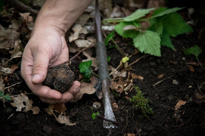 Truffle Hunting and Tasting Experience  - Beaune - Truffle Hunt and Learning Process