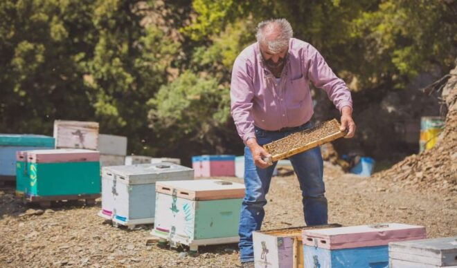 Truffle Hunting, Culinary & Wine Celebration From Elounda - Full Description